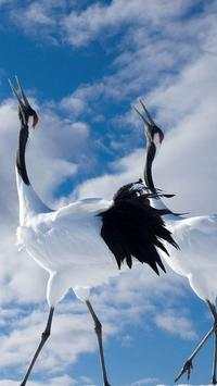 Beautiful Birds Wallpapers HD2 screenshot 7