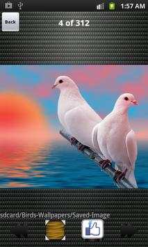 Birds Wallpapers HD скриншот 2