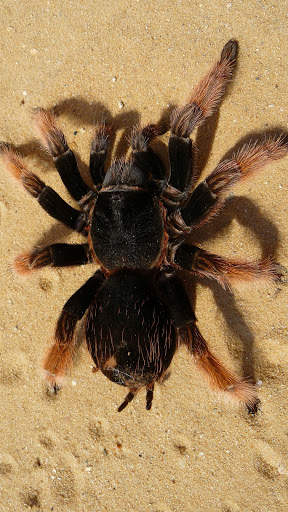 Spider Wallpapers screenshot 18
