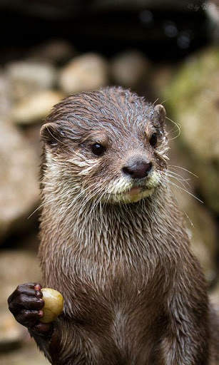 Otter Wallpaper screenshot 6