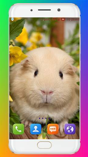 Guinea Pig Wallpaper screenshot 9