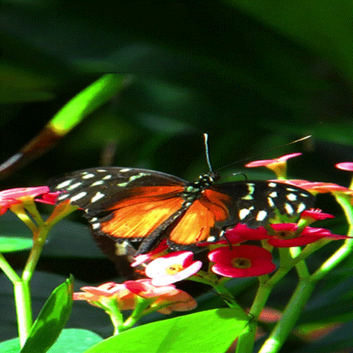 Red Flowers Butterfly LWP icon
