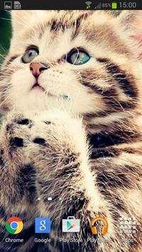 Super Lovely Cat - Free, Funny screenshot 2