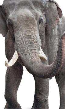 Animals of the World Jigsaw Puzzles Game screenshot 3