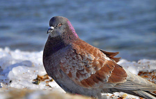 Pigeon Wallpaper 9 تصوير الشاشة