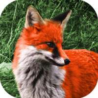 Animal Sounds Free logo