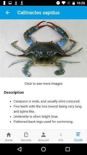Crab Watch скриншот 4