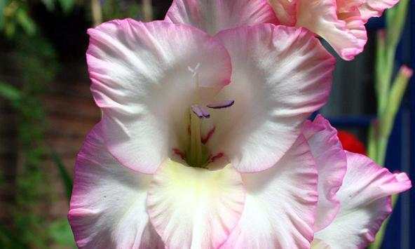 Gladiolus wallpapers screenshot 1
