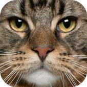 Jigsaw Puzzle Funny Cats 1.0