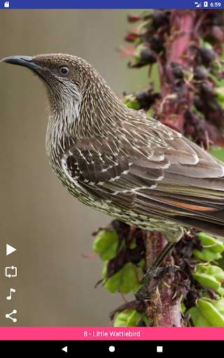 Bird Sounds स्क्रीनशॉट 9