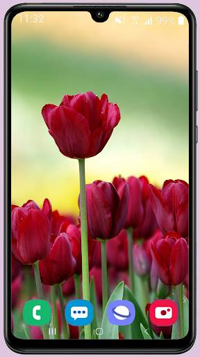 Tulips Wallpaper Best HD screenshot 6