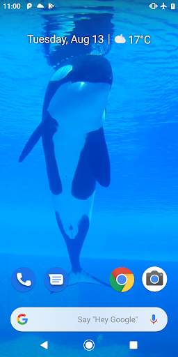 Orca Killer Whale Video Wallpaper screenshot 1