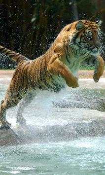 Dangerous Tiger wallpaper screenshot 1