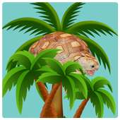 Sulcata Tortoise on 9Apps