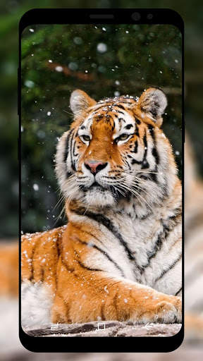Tiger Wallpaper HD screenshot 2
