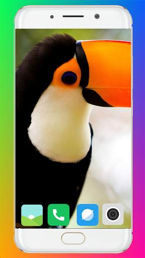 Toucan Bird HD Wallpaper Full HD screenshot 3