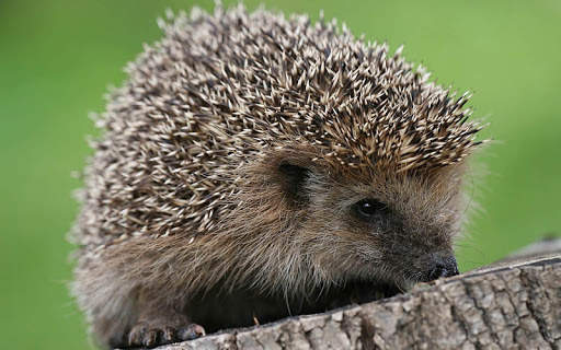 🦔 Hedgehog wallpaper screenshot 2
