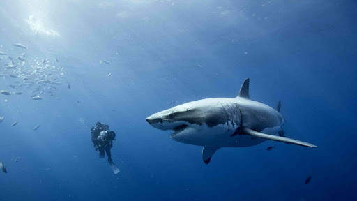 Great White Shark. Wallpapers screenshot 2