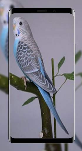Wallpapers Love Bird Beutiful Best 4K screenshot 3