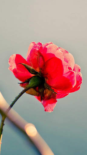 Rose Wallpaper HD & 4k Backgrounds screenshot 4