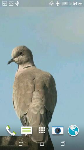 Dove 3D screenshot 4