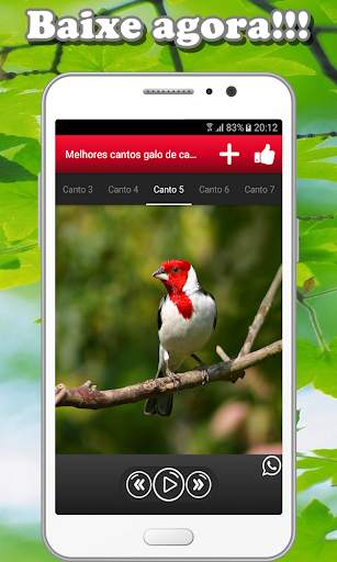 Song of galo de campina screenshot 5