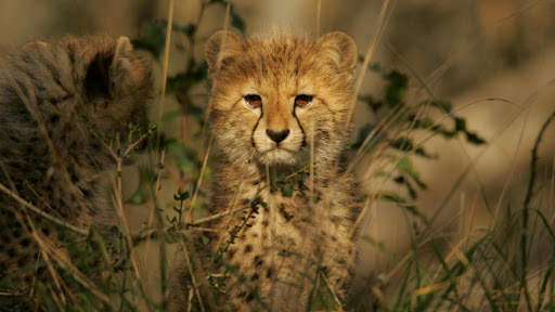 Cheetah Wallpapers : backgrounds hd screenshot 20
