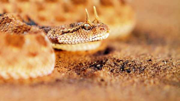 Snake Live Wallpaper - backgrounds hd 5 تصوير الشاشة