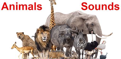 Animal Sounds screenshot 1