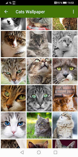Cats Wallpapers screenshot 13