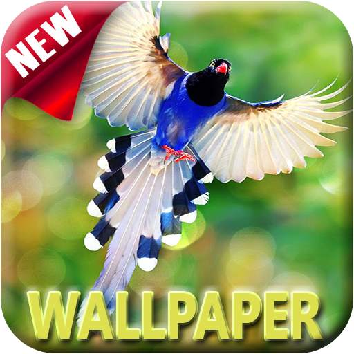 1000+ Birds Wallpapers 4K HD 2.0