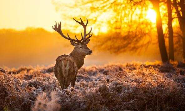 Deer wallpapers screenshot 3