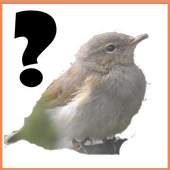 Bird image quiz 1.1