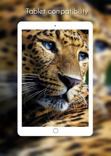 Leopard Wallpaper screenshot 9