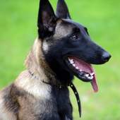Belgian Malinois New Wallpapers Themes 1.0