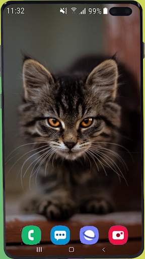 Cute Cat Wallpaper Best HD скриншот 10