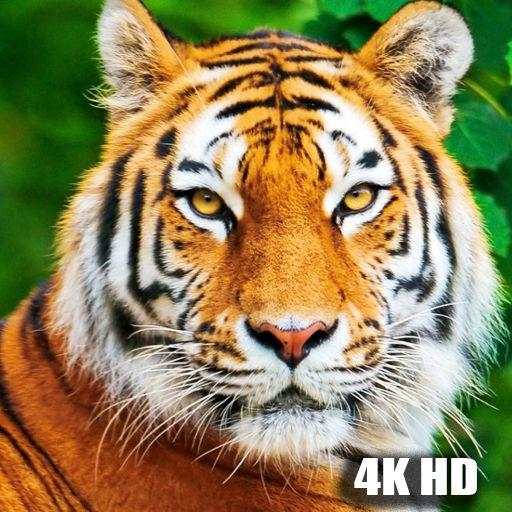 Tiger Wallpapers 4K 1.2