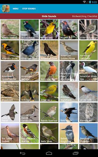 North American Birds Free screenshot 10