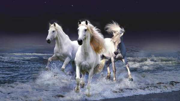 Horse Wallpapers screenshot 17
