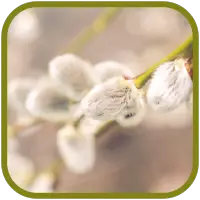 Pussy willow FullHD Wallpapers