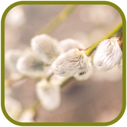 Pussy willow FullHD Wallpapers 1.1
