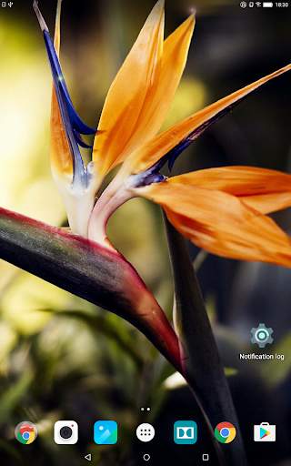 Tropical Flower Live Wallpaper screenshot 10