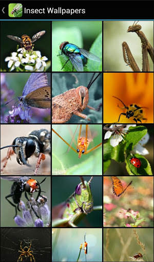Insect Wallpapers скриншот 1