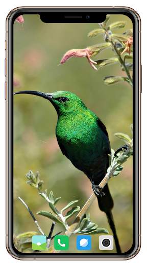 Bird HD Wallpaper screenshot 14