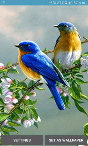 Cute Blue Birds LWP स्क्रीनशॉट 1
