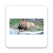 Mysore Zoo 2