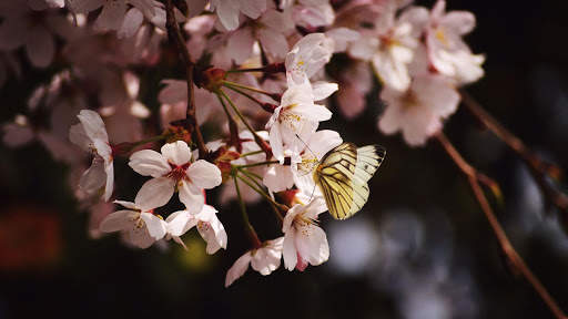 Butterfly Wallpapers HD & 4k Backgrounds screenshot 20