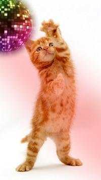 Funny cats Dancing and playing screenshot 13