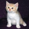 Cat translator icon