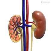 Kidney Friend on 9Apps